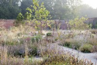 View of the Mediterranean area in the contemporary walled Paradise Garden, in Autumn. Planting includes Stipa gigantea, Calamintha nepeta 'Blue Cloud', Cotinus 'Flame', Succisa pratensis, Anthemis, Salvia 'Little Spire' and Allium 'Summer Drummer'
