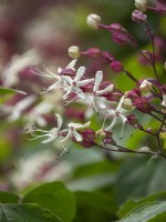 Clerodendron tricotomum fargesii 