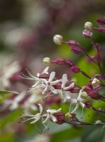 Clerodendron tricotomum fargesii
