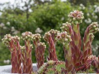Sempervivum plants flowering