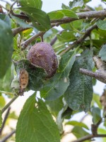 Monilinia laxa and Monilinia fructigena - Brown Rot - on plum fruit