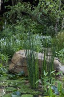 Guangzhou Garden - The water plants include: Equisetum hyemale, Cyperus alternifolius and Nymphaeaceae sp. 
