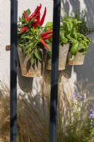 Green Sky Pocket Garden, makes the most of all the available space with pots of  edible herbs hung on the wall.  Plants include, Red chillies, Ocimum basilicum - Basil and Thymus with Nassella tenuissima growing beneath. 
