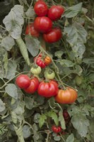 Solanum lycopersicum 'Marmande Superprecoce' - Tomatoes