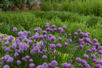 Allium schoenoprasum - chives, has a mass of purple flowers. 