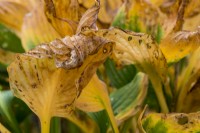 Hosta leaves in autumn turn yellow and curling and cortorting as they decay.