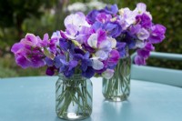 Jam jars of Lathyrus odoratus,  highly scented sweet peas on the garden table.  The more you pick them the more flowers you get.