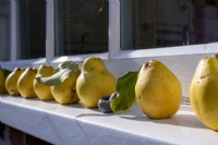 Ripe Cydonia oblong -  Quince, placed along a window sill. 
