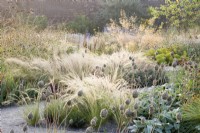 View of the Mediterranean area in the contemporary walled Paradise Garden, in Autumn. Planting includes Stipa lessingiana, Stipa gigantea,  Allium sphaerocephalon and Stachys byzantina â€˜Big Earsâ€™ 