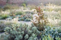 View of the Mediterranean area in the contemporary walled Paradise Garden, in Autumn. Planting includes Stipa lessingiana, Stipa gigantea,  Artemisia â€˜Powis Castleâ€™, Stachys byzantina â€˜Big Earsâ€™ and Euonymus europaeus 'Red Cascade'