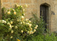 Rosa 'The Pilgrim' on the wall of Lower Severalls Farmhouse