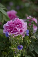 Rosa 'Gertrude Jekyll' surrounded by blue geraniums