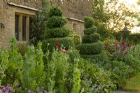 Spiral shaped Buxus topiary in a herbaceous border of Papaver - poppy, Geranium and Gladiolus communis in front of Lower Sevaralls Farmhouse