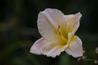  Hemerocallis 'Mini Pearl' - Day Lily