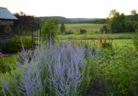 Perovskia atriplicifolia 'Blue Spire' and Kniphofia in a bed at sunrise with a view to distant hills. 