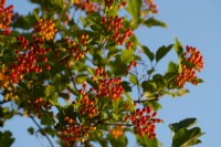 Red fruit on Viburnum trilobum - American Cranberry Bush - against a blue sky