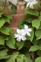Mandevilla Laxa - Chilean jasmine