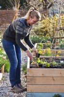 Woman planting berry fruits in raised bed - strawberries and white currant.