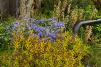 Amsonia illustris and Aster sedifolius 'Nana' glowing in afternoon sunlight in the M and G garden.  