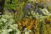 A section of autumnal planting in the M and G garden: Amsonia illustris, Aster sedifolius 'Nana' and Aster umbellatus.  
