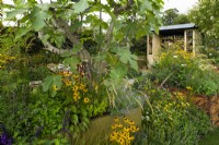 Ficus carica and perennials in wooden containers around a dining area in the Parsely Box Garden.  Perennials include: Rudbeckia fulgida var sullivanti 'Goldsturm'. 