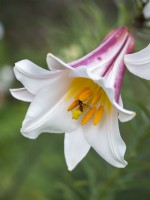 Hoverfly visiting Lilium regale - Regal Lily - July