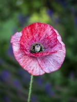 Papaver rhoeas 'Mother of Pearl' - Shirley Poppy - July