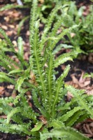 Asplenium scolopendrium 'angustifolia omnilacerata' tongue fern. 