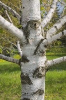 Betula papyrifera - Paper Birch tree trunk with callus growth around edge of wounds where branches were sawed off - May