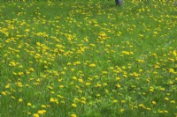 Yellow flowering Taraxacum - Dandelion weeds on green grass lawn - May