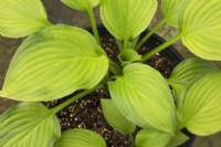 Hosta 'Midwest Magic' - Plaintain Lily growing in a container - May
