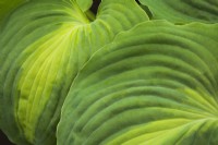 Hosta 'Beyond Glory' - Plaintain Lily - May