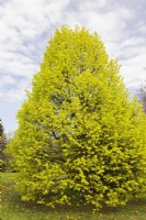 Tilia x vulgaris 'Wratislaviensis' - Common Linden tree - May