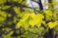 Tilia x vulgaris 'Wratislaviensis' - Common Linden tree leaves - May