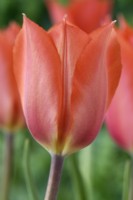 Tulipa  'Temple of Beauty'  Tulips  Single Late Group  April
