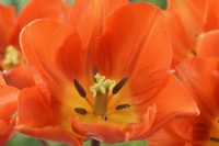 Tulipa  'Hermitage'  Tulips  Triumph Group  April
