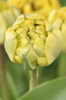 Tulipa  'Yellow Pomponette'  Tulips  Double Late Group  April