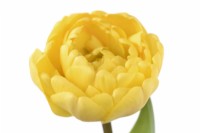 Tulipa  'Yellow Pomponette'  Tulips  Double Late Group  April