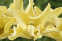 Tulipa  'Yellow Crown'  Tulips  Triumph Group  April
