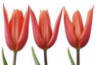 Tulipa  'Flutes on Fire'  Tulips  Lily-flowered Group  May