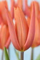 Tulipa  'Flutes on Fire'  Tulips  Lily-flowered Group  May
