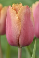 Tulipa  'Lambada'  Tulips  Fringed Group  May
