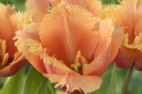 Tulipa  'Lambada'  Tulips  Fringed Group  May
