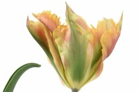 Tulipa  'Golden Artist'  Tulips  Viridiflora Group  May