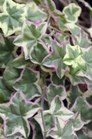 Pelargonium 'L'Elegante' foliage