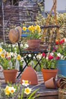 Spring containers with daffodils and tulips.