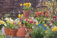 Spring containers with daffodils and tulips.