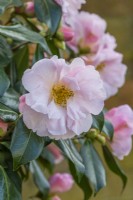 Camellia 'Salutation' flowering in Spring - March
