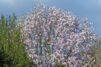 Magnolia sargentiana var. robusta tree flowering in Spring - March