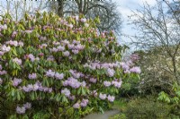 Rhododendron sutchuenense flowering in Spring - March